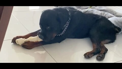 WE JUST RESCUED A MASSIVE 3 YEAR OLD ROTTWEILER (DAY 1- 2)