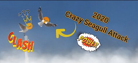 Funny Crazy Seagull Attack 2020 Vlog | Fast and agile speedy little thief's | Cape Town South Africa