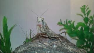 ZOO TIME with Larry (S 1, Ep 6 MANTIS vs. KATYDID)