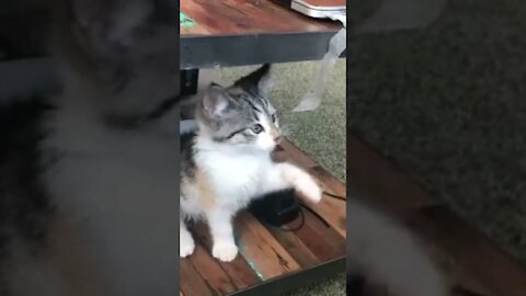 Kucing comel latihan tinju