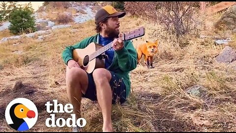 Wild Fox Comes To Hear This Guy Play Banjo Every Day | The Dodo Wild Hearts