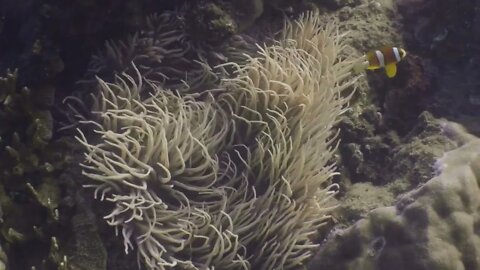 Coral reef underwater view of anemone fish swimming near sea anemone and corals