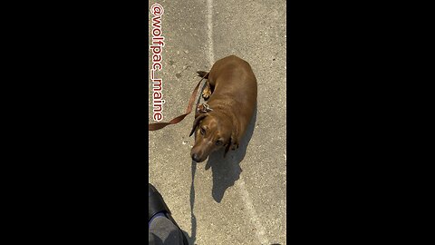Cute Weenie Dog Dachshund Runs in the Grass. #dogs #dogshorts #walkingdog #doglover #dogreaction