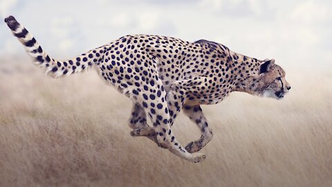 Cheetah running in slow motion