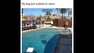 This dog walked on water