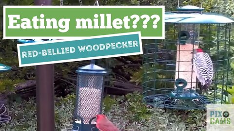 Red-bellied Woodpecker eating... millet?
