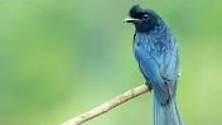 Natural Birds Chirping Sound Original Video 2