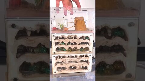 Cleaning my MESSY ant farm