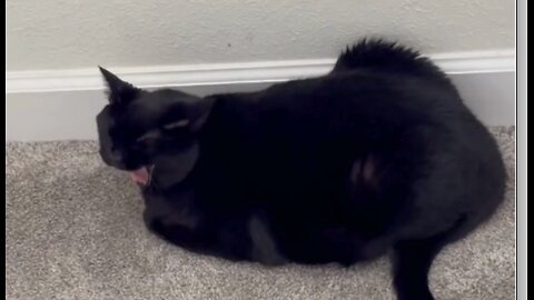 Adopting a Cat from a Shelter Vlog - Cute Precious Piper Gets Bored Guarding the Hallway #shorts