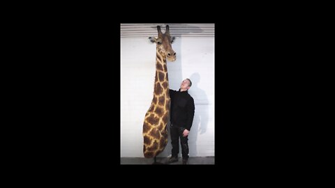 Making off,South African Giraffe, faux taxidermy 0,0% animal used.
