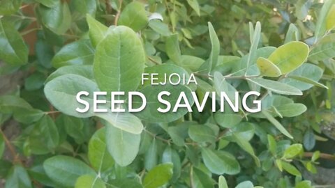 Seed Saving - Fejoia