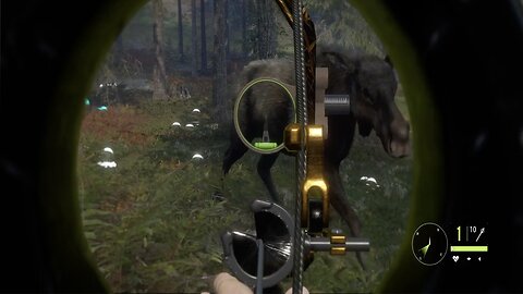 Call of the wild: Double moose bow hunt!