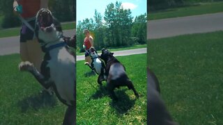 Cane Corso DESTROYS Bully Attitude #shorts #bully #pitbull