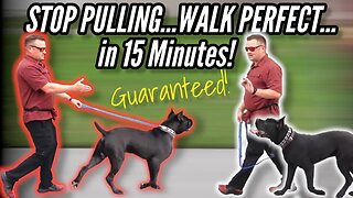 How to STOP your DOG PULLING on LEASH...GUARANTEED! / / Dog Trainer's Secret Revealed