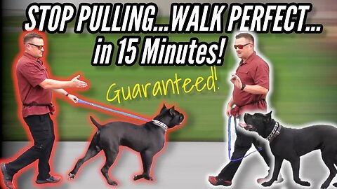 How to STOP your DOG PULLING on LEASH...GUARANTEED! / / Dog Trainer's Secret Revealed