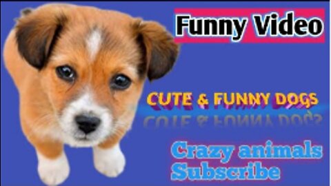 Funny Animals. Cute dogs, honest Dogs, Cary dogs @crazyAnimals,#crazy-Animals new funny video