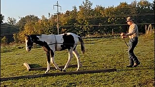 Bandit the weanling TWH - second session line driving - 3 Oct 2023