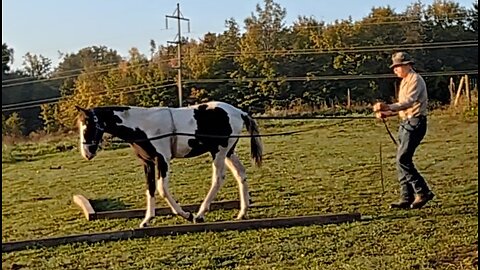 Bandit the weanling TWH - second session line driving - 3 Oct 2023