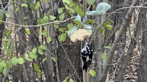 Another Hairy Wood Pecker James Gardens Toronto