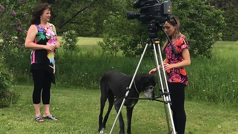 Blind old Great Dane photobombs news interview