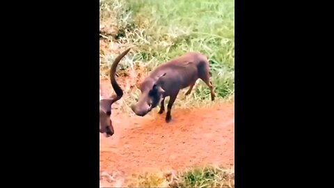 lmpala Vs Warthog