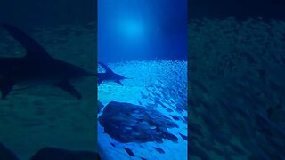 Hammerhead and Tiger Sharks 🦈 #Hammerhead #Shark #tiger #Georgia #Aquarium #atlanta #sharks