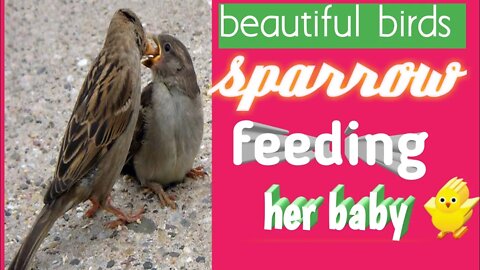 Sparrow/eating/feeding/sparrow feeding her baby 🐥