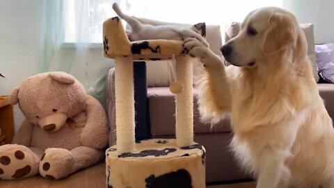 Kitten Protects his home from Golden Retriever