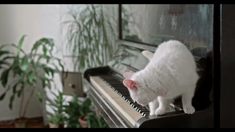 Cat Playing On Piano