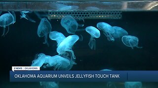 Jellyfish Touch Tank