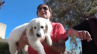 The Reaction of People on the Street to My Puppy