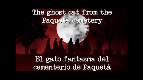 O Gato Fantasma do Cemitério do Paquetá (BRA)