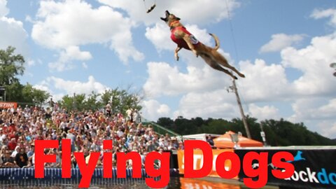 Dogs That Fly - American Pit Bull Terriers Show Their Jumping Agility