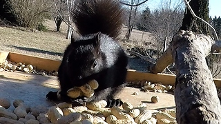 Greedy Squirrel Adorably Overstuffs His Face With Peanuts