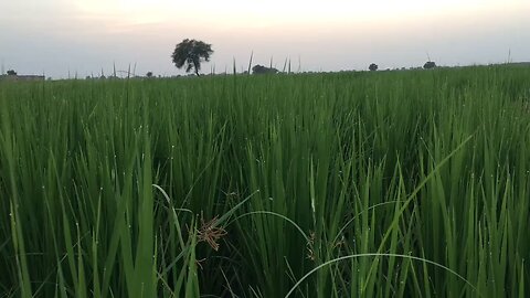 Beautiful Sunset | Amazing Spider | Wonder Droplets at Paddy Crop |