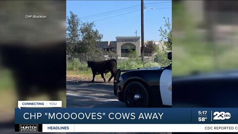Cows wander onto Hwy. 99 near Lodi