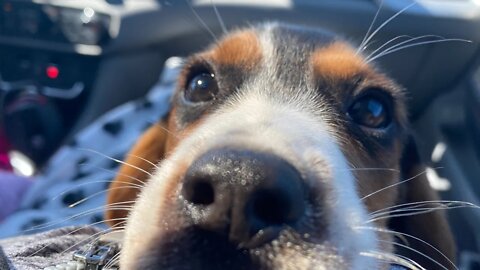 Meet ZELDA, Our New Beagle Puppy!