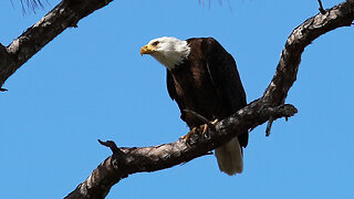 Eagle Guarding the Nest.