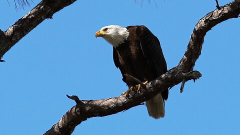 Eagle Guarding the Nest.