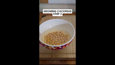growing chickpeas step 2