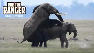 How Amboseli Elephants Increase Their Population | Zebra Plains Safari