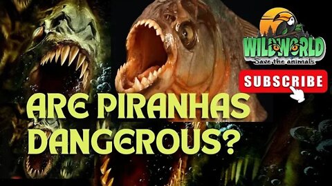 Are Piranhas Dangerous?