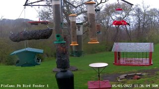 Hummingbird visits PA Feeder 1