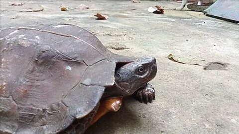 brown turtle