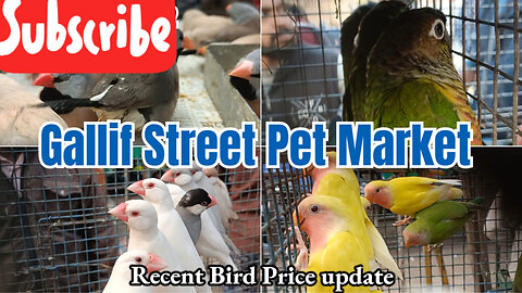 Recent Week Exotic Bird Price Update 🔥! Kolkata galiff Street pet market.