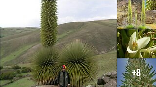 World’s Largest Bromeliad, ‘Queen of the Andes’, Blooms Only Once in a Century