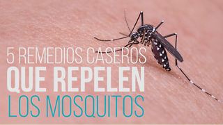 5 Remedios Caseros Para Mantener Los Mosquitos a Raya
