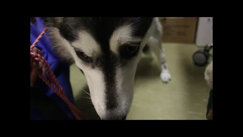 "Tink" - northern rescue dog with leg fracture | Niagara SPCA Pet Relocation Program