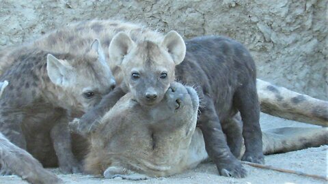 Hyena pups treat mom to a grooming session