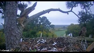 Seeking Higher Ground To Find Mom 🦉 4/6/22 07:07